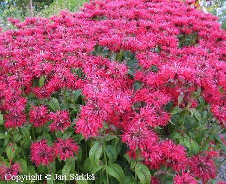 Monarda didyma